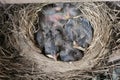 Newly Hatched American Robin Chicks