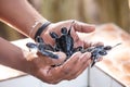 Newly hatched babies turtle