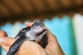 Newly hatched turtle