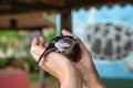 Newly hatched turtle