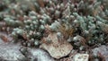 Newly hatched baby Araneus diadematus garden spiders Royalty Free Stock Photo