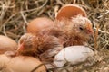 Newly hatched baby chicken drying in the nest