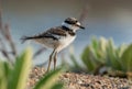 A Baby Killdeer Exploring the Shoreline Royalty Free Stock Photo