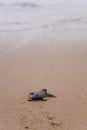 Newly hatched baby Loggerhead turtle Royalty Free Stock Photo