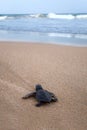 Newly hatched baby Loggerhead turtle t Royalty Free Stock Photo