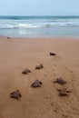 Newly hatched baby Loggerhead turtle