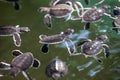 Newly hatched baby tortoise swim in pool