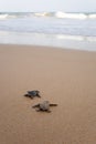 Newly hatched baby turtles Royalty Free Stock Photo