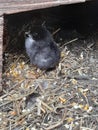 Newly hatched black chick