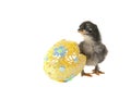Newly hatched black chick stands by bright sequined egg