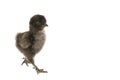 Newly hatched black chick struts toward camera