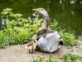 Resting on the banks of the Roanoke River this Momma goose anxiously protects her duckling.