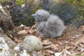 Newly hatched chick and egg South Polar Skua.