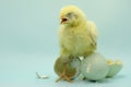 Newly hatched chick from eggs. Royalty Free Stock Photo