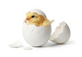 A newly hatched chick (Gallus gallus domesticus) is emerging from a white eggshell Royalty Free Stock Photo