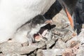 newly hatched chick Gentoo penguin sitting on female legs Royalty Free Stock Photo