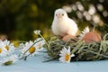 A newly hatched chick sits on eggs in a nest, waiting for its brothers and sisters Royalty Free Stock Photo