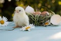 Newly hatched chick sits next to the nest, waiting for its brothers and sisters Royalty Free Stock Photo