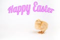 Newly hatched chick on white with Happy Easter title Royalty Free Stock Photo