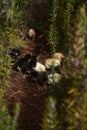 Newly hatched chicken hiding in a rosemary bush