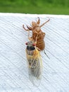 Newly Hatched Cicada