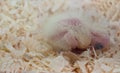 Newly hatched cockatiel chick with closed eyes in sawdust