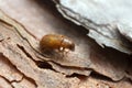 Newly hatched common pine shoot beetle, Tomicus piniperda on pine bark Royalty Free Stock Photo