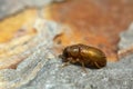 Newly hatched common pine shoot beetle, Tomicus piniperda on pine bark Royalty Free Stock Photo