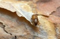 Newly hatched common pine shoot beetle, Tomicus piniperda on pine bark Royalty Free Stock Photo