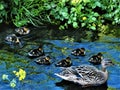 Family of ducks in a South Dublin stream