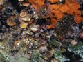 Newly hatched fish sheltering near rocks in El Toro Marine Reserve in Mallorca Royalty Free Stock Photo