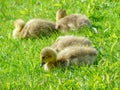 Newly hatched goslings resting in the grass