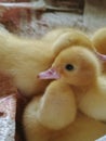 newly hatched jumbo Blitar ducklings Royalty Free Stock Photo