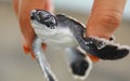 Newly hatched Loggerhead baby sea turtles hatching in a turtle farm in Sri Lanka, Hikkaduwa