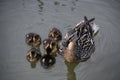 Newly Hatched Mallard Ducklings Taking Their First Swim