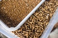 Newly hatched mini sized and large mealworms for sale for smaller fish feed at a pet store Royalty Free Stock Photo