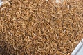 Newly hatched mini sized mealworms for sale for smaller fish feed at a pet store Royalty Free Stock Photo