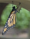 A newly hatched monarch Royalty Free Stock Photo