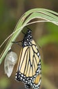 Newly hatched monarch Royalty Free Stock Photo
