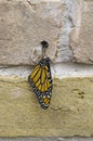 Newly hatched monarch Royalty Free Stock Photo