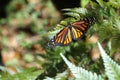 Newly hatched monarch butterfly