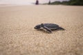 A newly hatched sea turtle journey Royalty Free Stock Photo