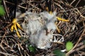 Newly hatched snowy egret chicks in nest between mother`s feet in Saint Augustine, Florida.