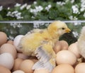 newly hatched yellow chick, spreading its wings, sits in a box with many eggs stacked in it Royalty Free Stock Photo