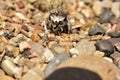 Newly hatching Killdeer chick emerging from it`s egg. Royalty Free Stock Photo