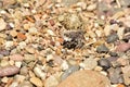 Newly hatching Killdeer chick emerging from it`s egg. Royalty Free Stock Photo