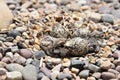 Newly hatching Killdeer chick waiting for his sibling to hatch. Royalty Free Stock Photo