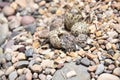 Newly hatching Killdeer chick waiting for his sibling to hatch. Royalty Free Stock Photo