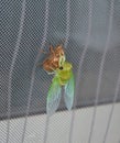 Newly molted cicada on screen