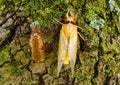 Newly molted cicada